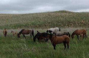 sandhills spectators